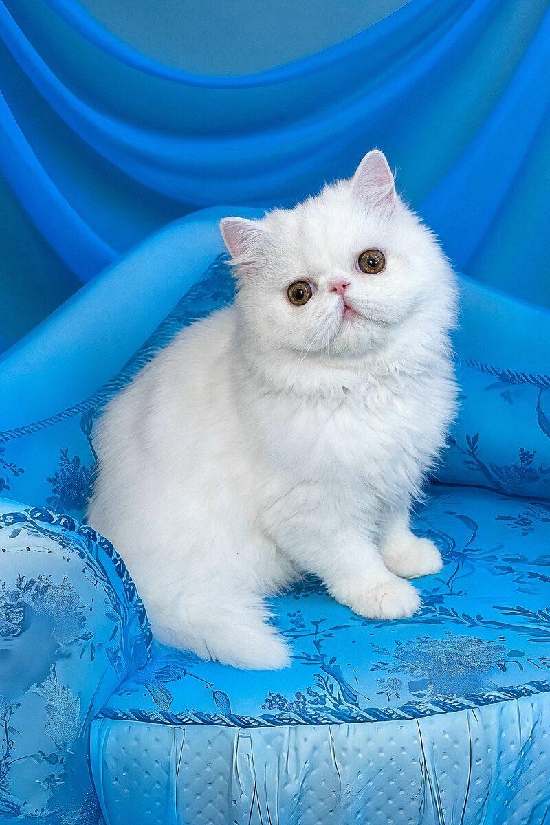 Persian kitten Omar – side view showing coat and face
