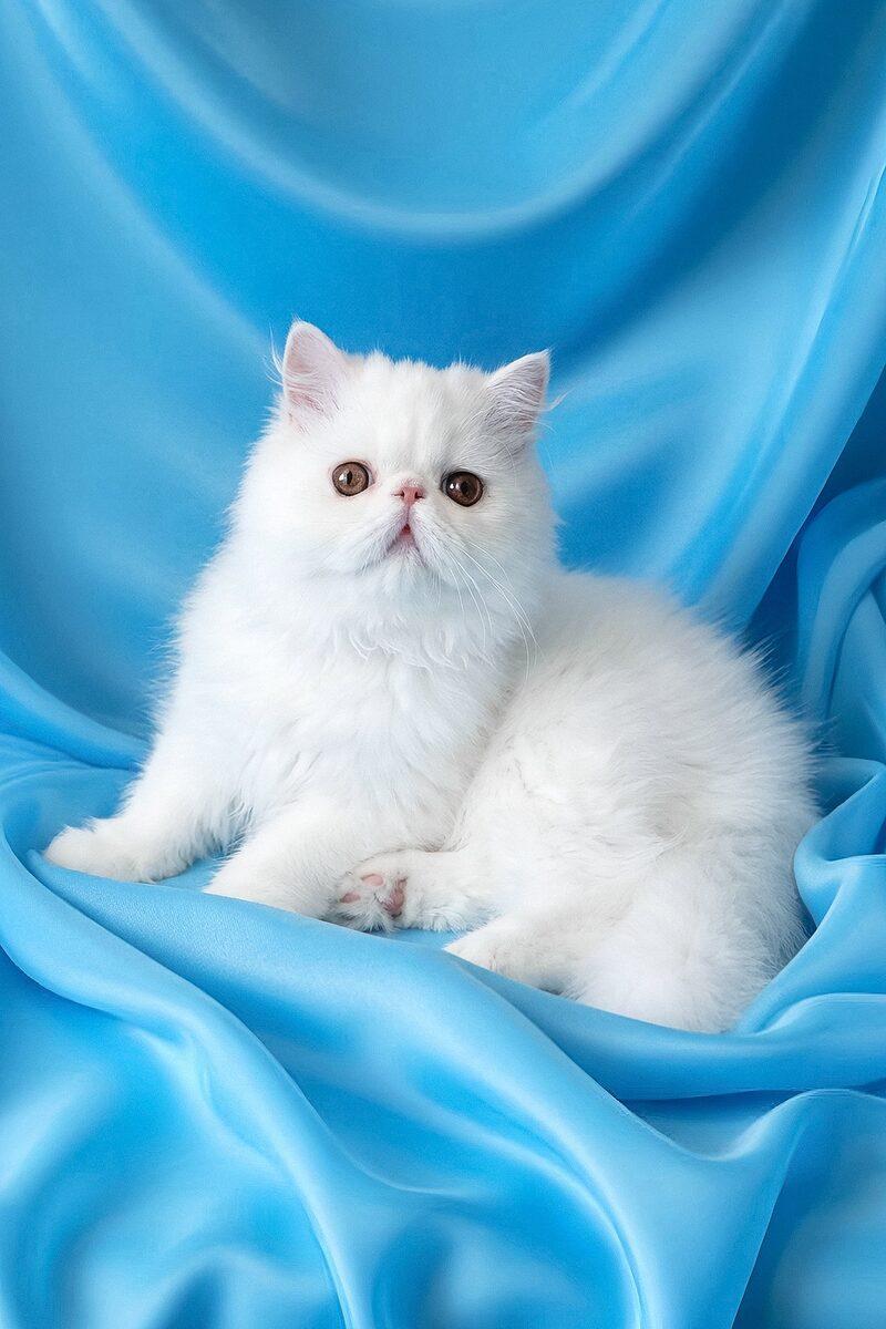 Omar the 15 weeks Persian kitten sitting indoors