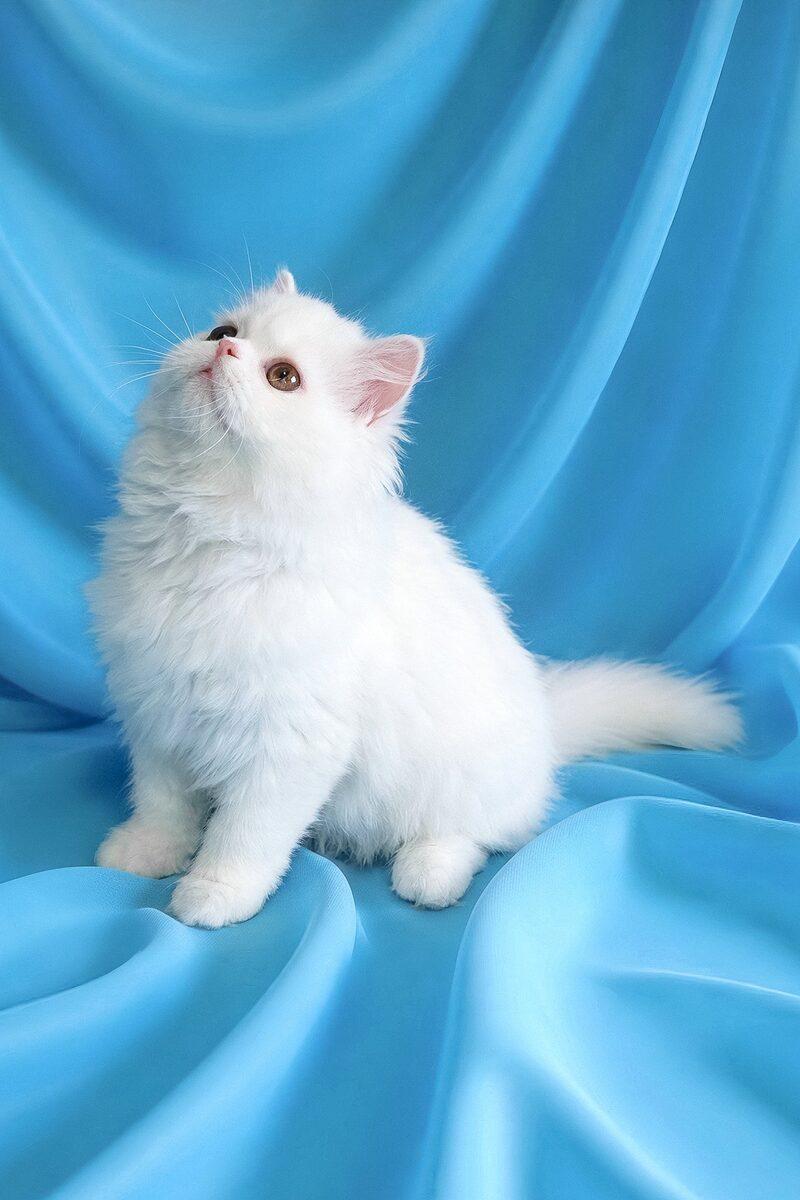 Close-up portrait of Omar, a Persian kitten in Abu Dhabi