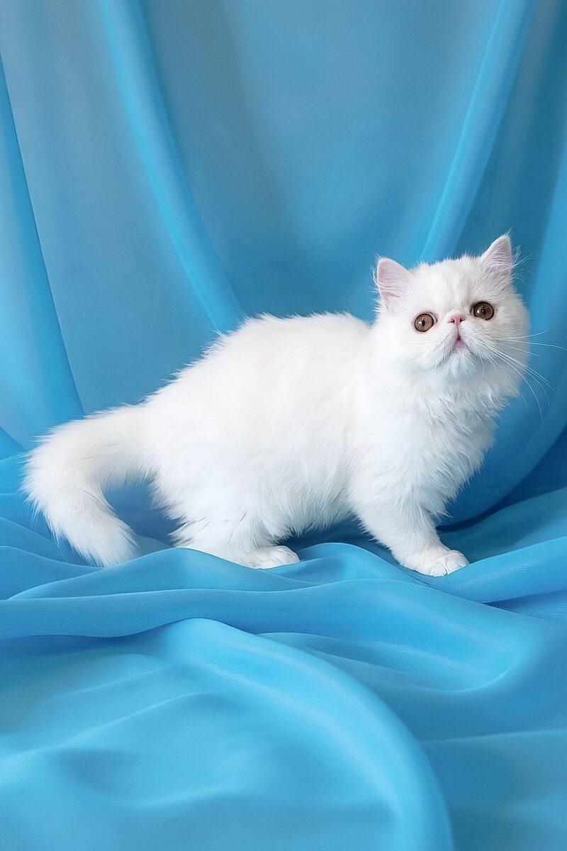 Omar the Persian kitten – 15 weeks, available in the UAE