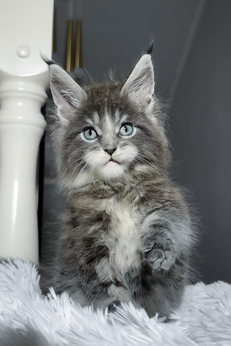 Orion, a Maine Coon kitten