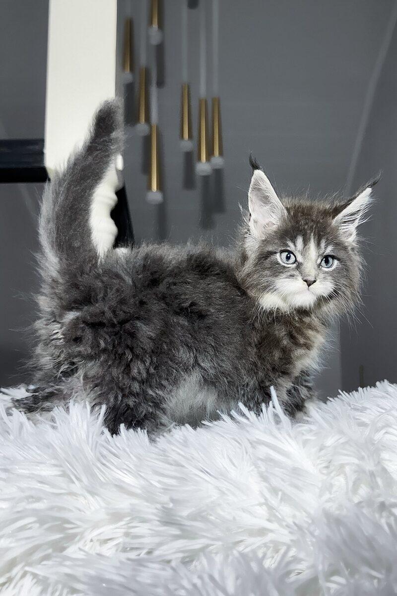 Maine Coon kitten Orion – side view showing coat and face