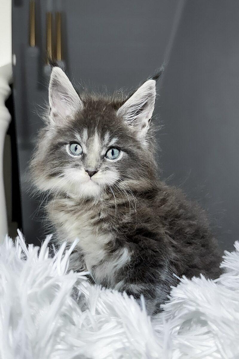 Orion the 16 weeks Maine Coon kitten sitting indoors