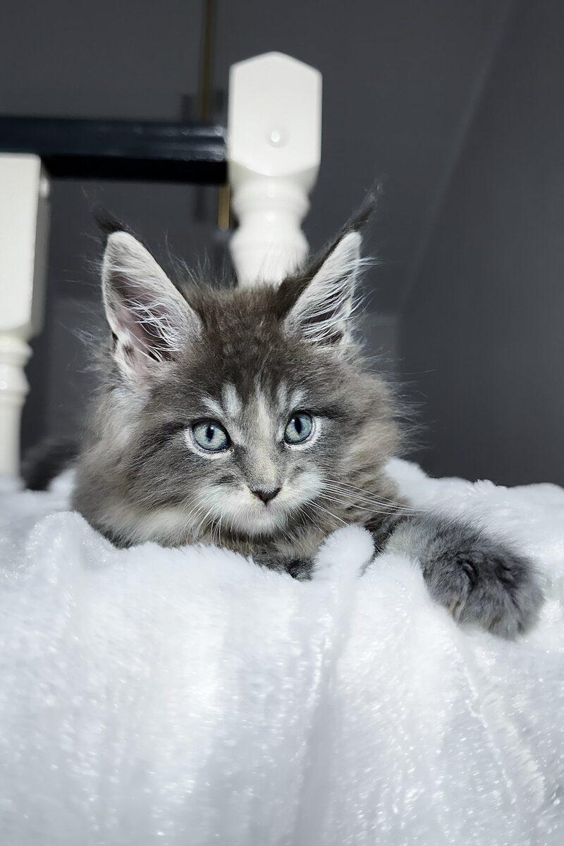Close-up portrait of Orion, a Maine Coon kitten in Sharjah