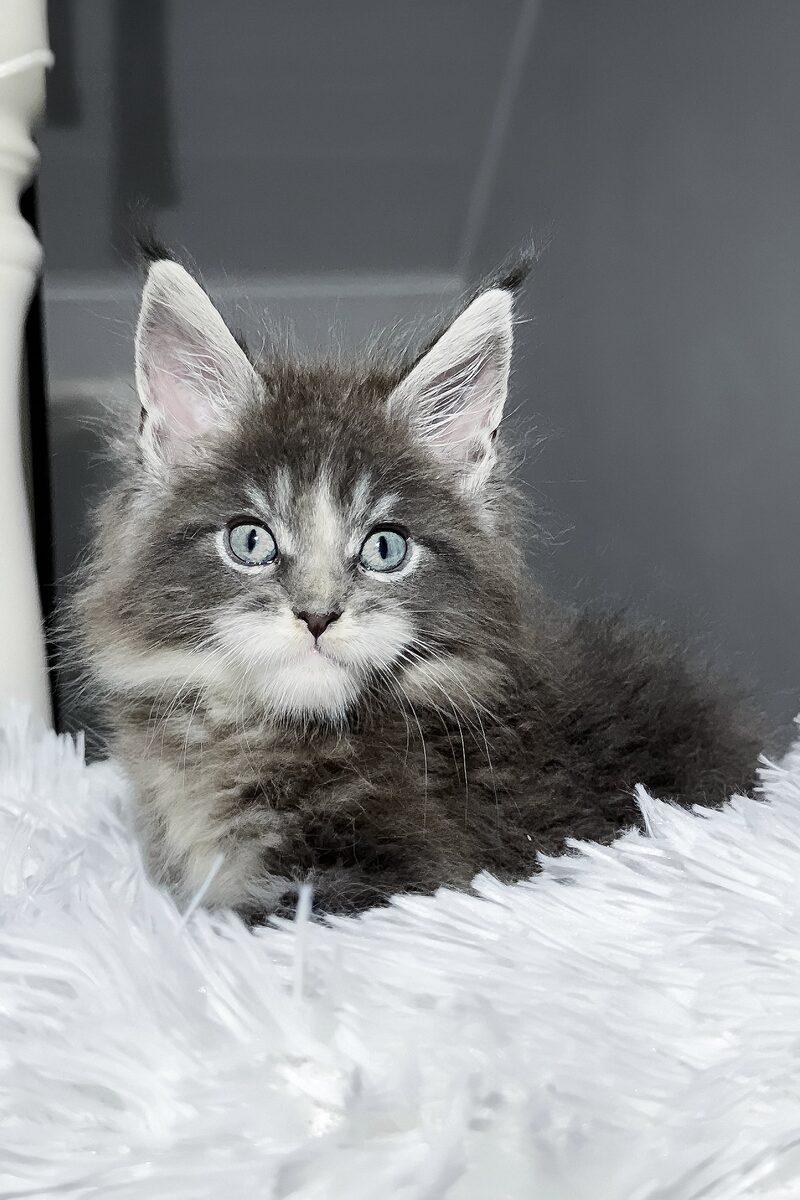 Orion the Maine Coon kitten – 16 weeks, available in the UAE
