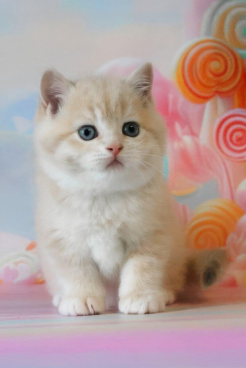 Oscar the 14 weeks British Shorthair kitten sitting indoors