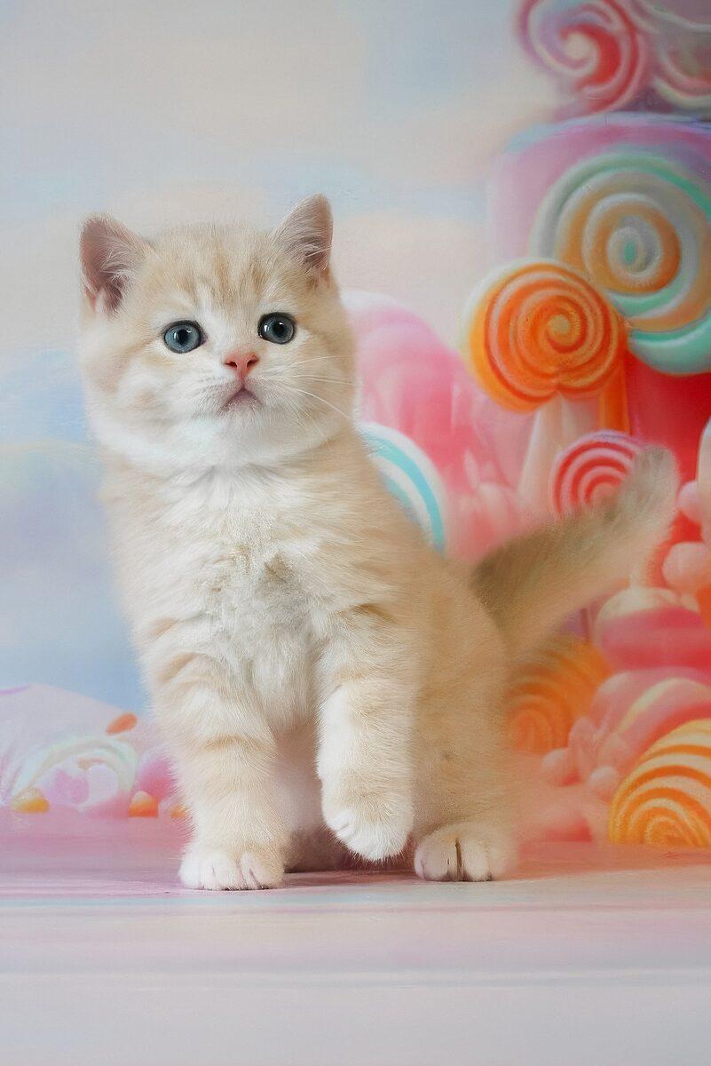 Oscar the British Shorthair kitten – 14 weeks, available in the UAE