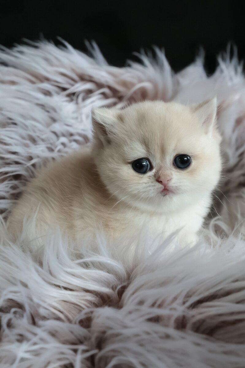 Pearl, a British Shorthair kitten
