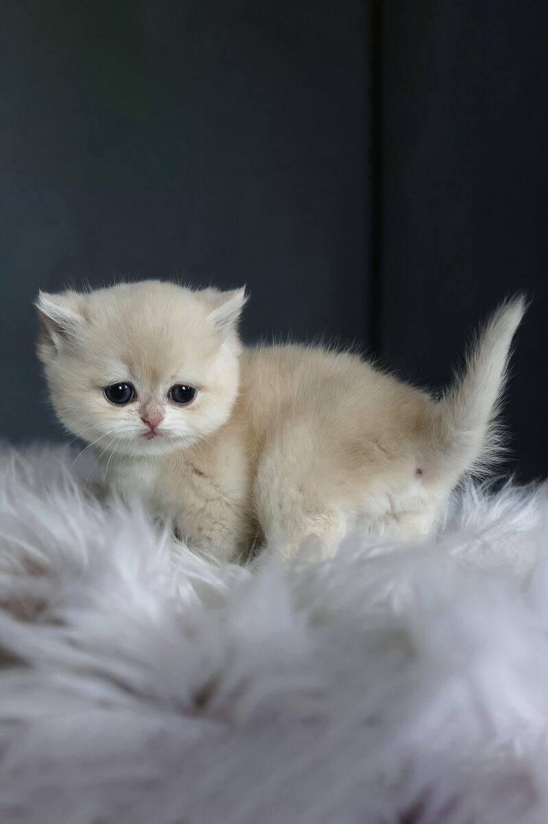 British Shorthair kitten Pearl – side view showing coat and face