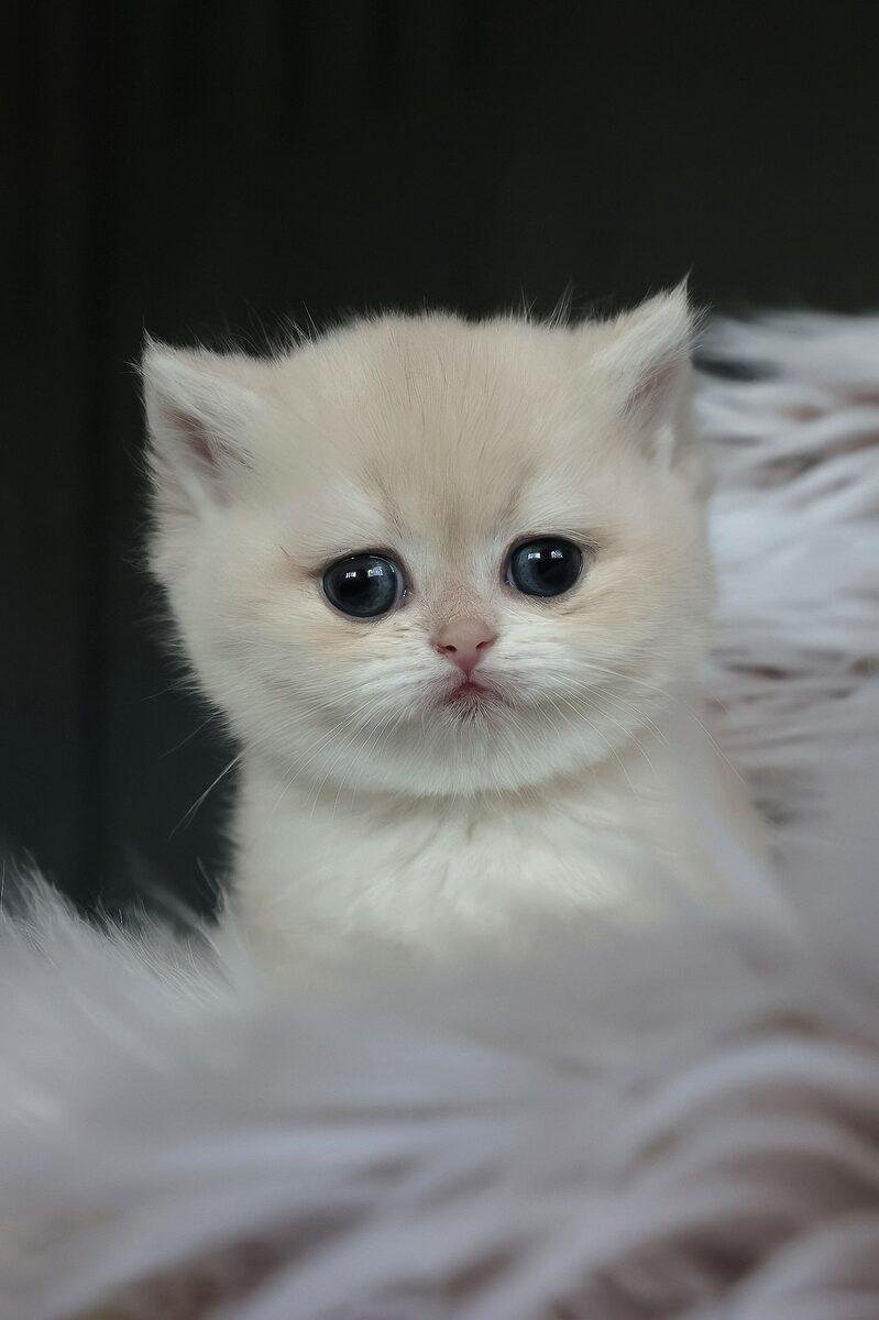 Pearl the 11 weeks British Shorthair kitten sitting indoors