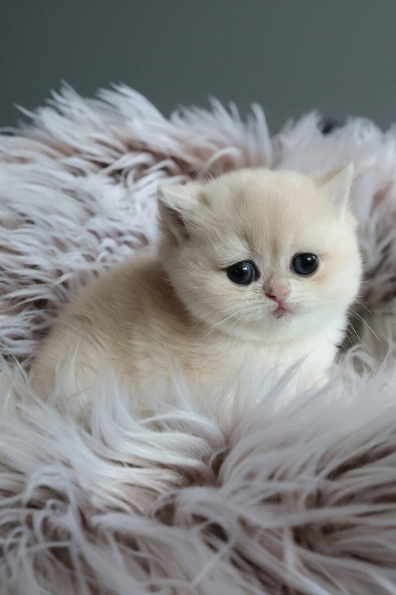 Close-up portrait of Pearl, a British Shorthair kitten in Sharjah