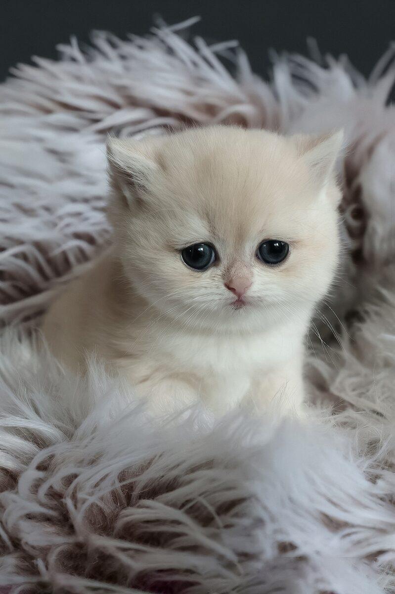 Pearl the British Shorthair kitten – 11 weeks, available in the UAE