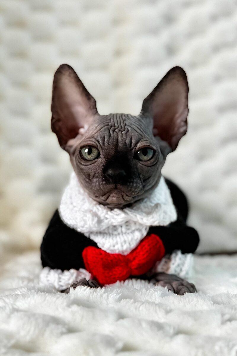 Pharaoh, a Sphynx kitten