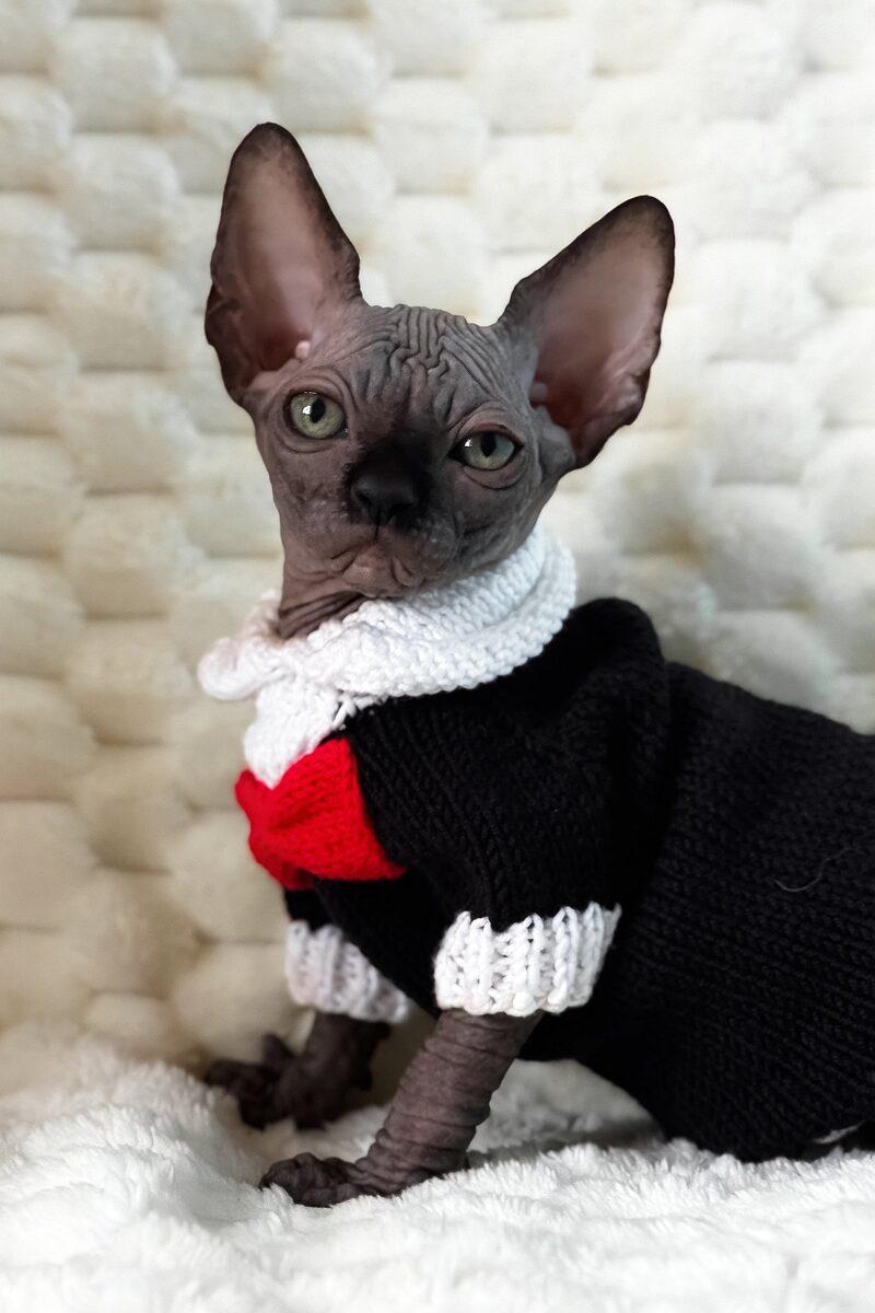 Sphynx kitten Pharaoh – side view showing coat and face