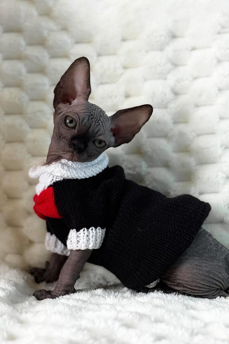 Pharaoh the 15 weeks Sphynx kitten sitting indoors