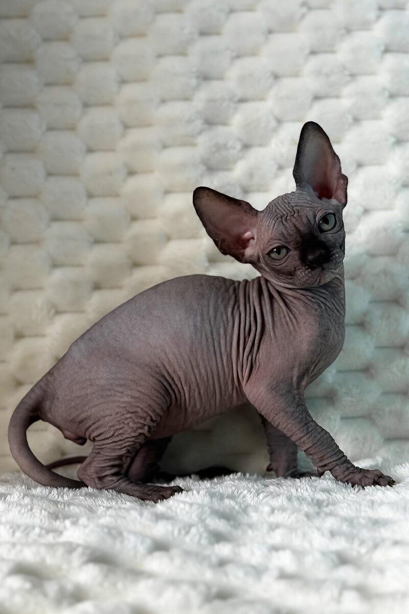 Close-up portrait of Pharaoh, a Sphynx kitten in Dubai