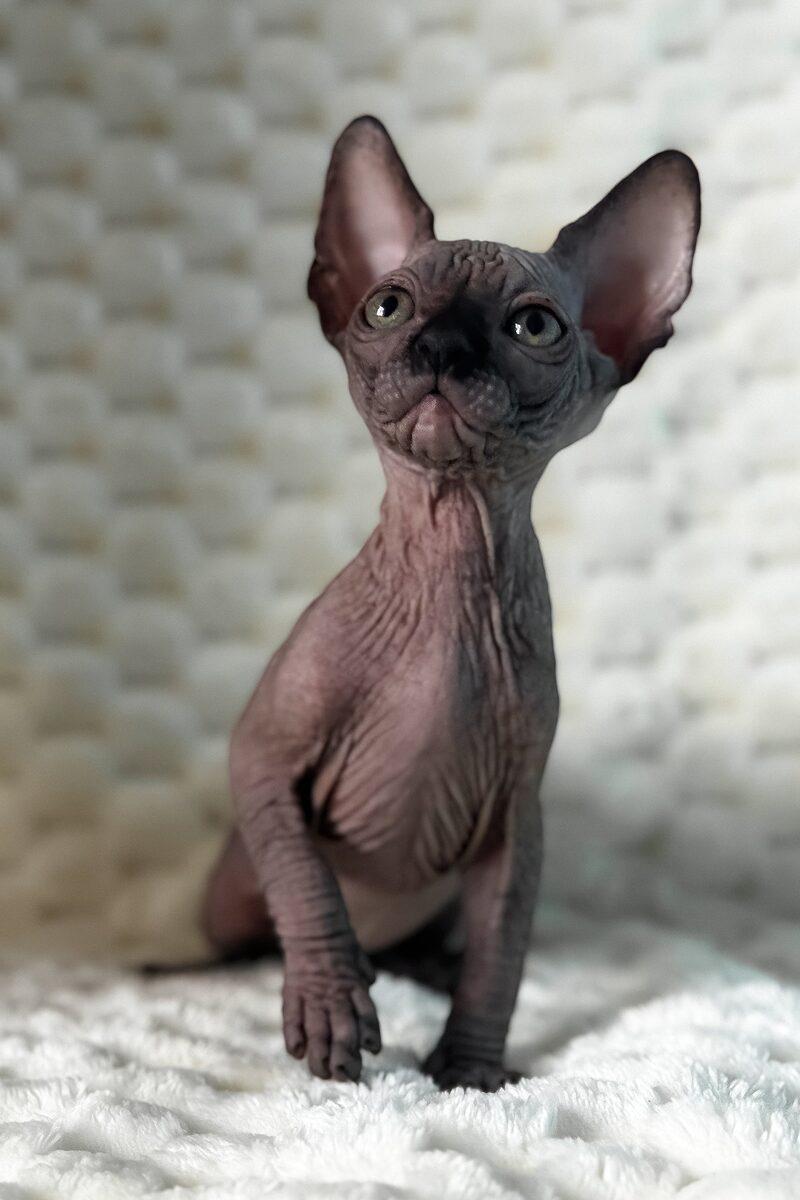Pharaoh the Sphynx kitten – 15 weeks, available in the UAE