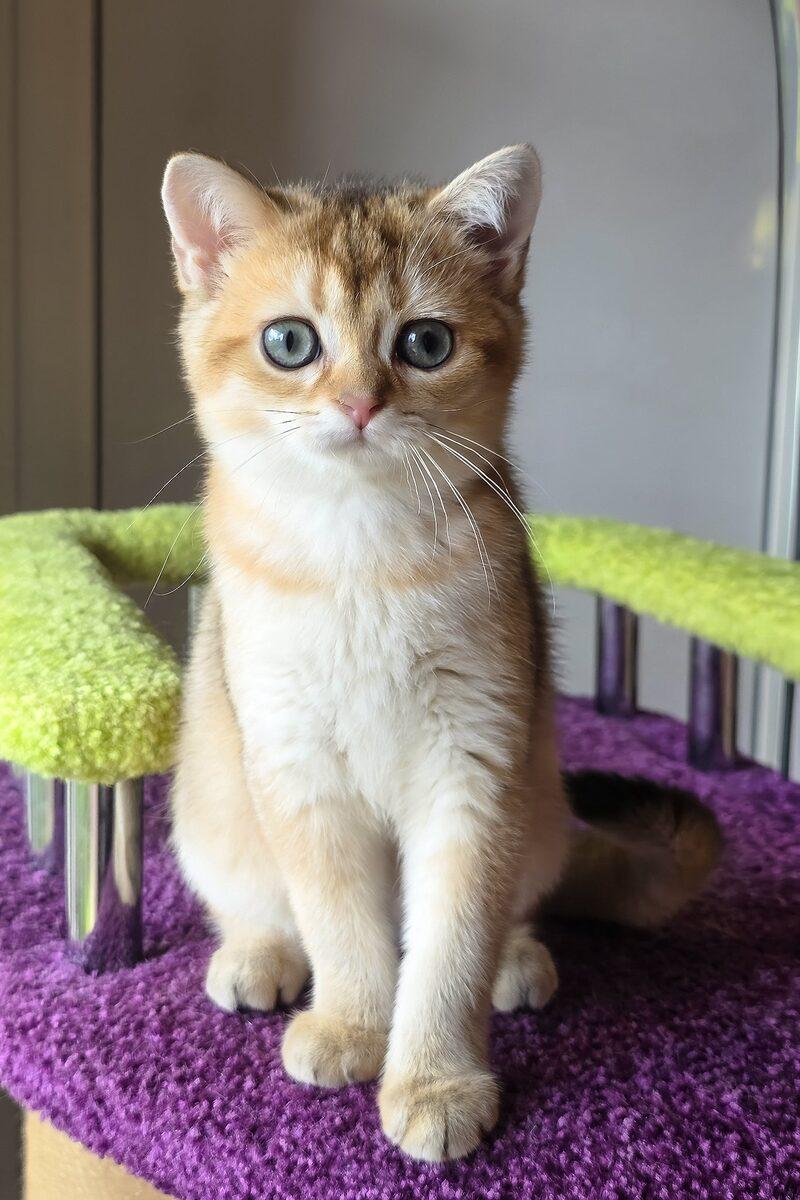 Phoebe, a Scottish Fold kitten