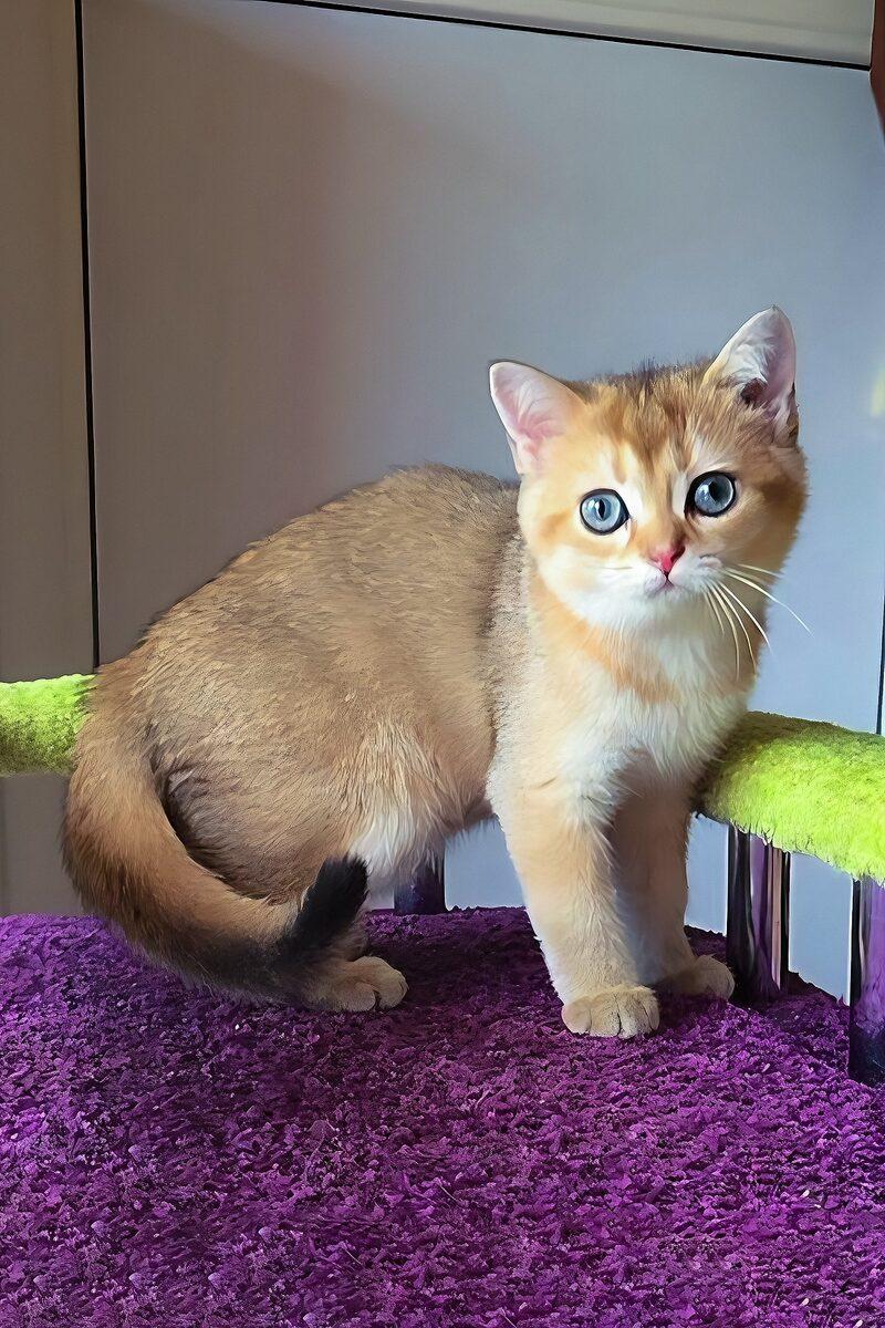 Scottish Fold kitten Phoebe – side view showing coat and face