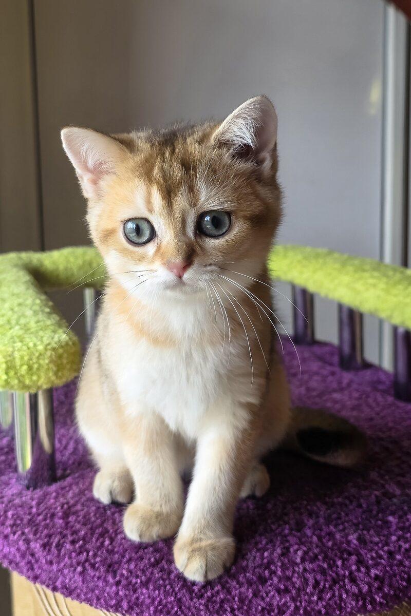 Phoebe the 12 weeks Scottish Fold kitten sitting indoors