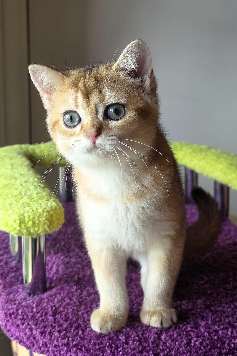 Close-up portrait of Phoebe, a Scottish Fold kitten in Dubai