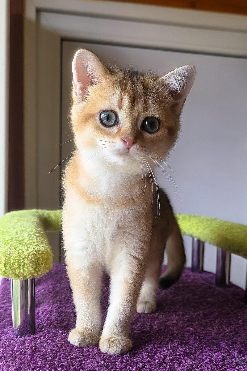 Phoebe the Scottish Fold kitten – 12 weeks, available in the UAE