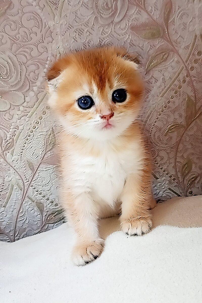 Reginald, a Scottish Fold kitten