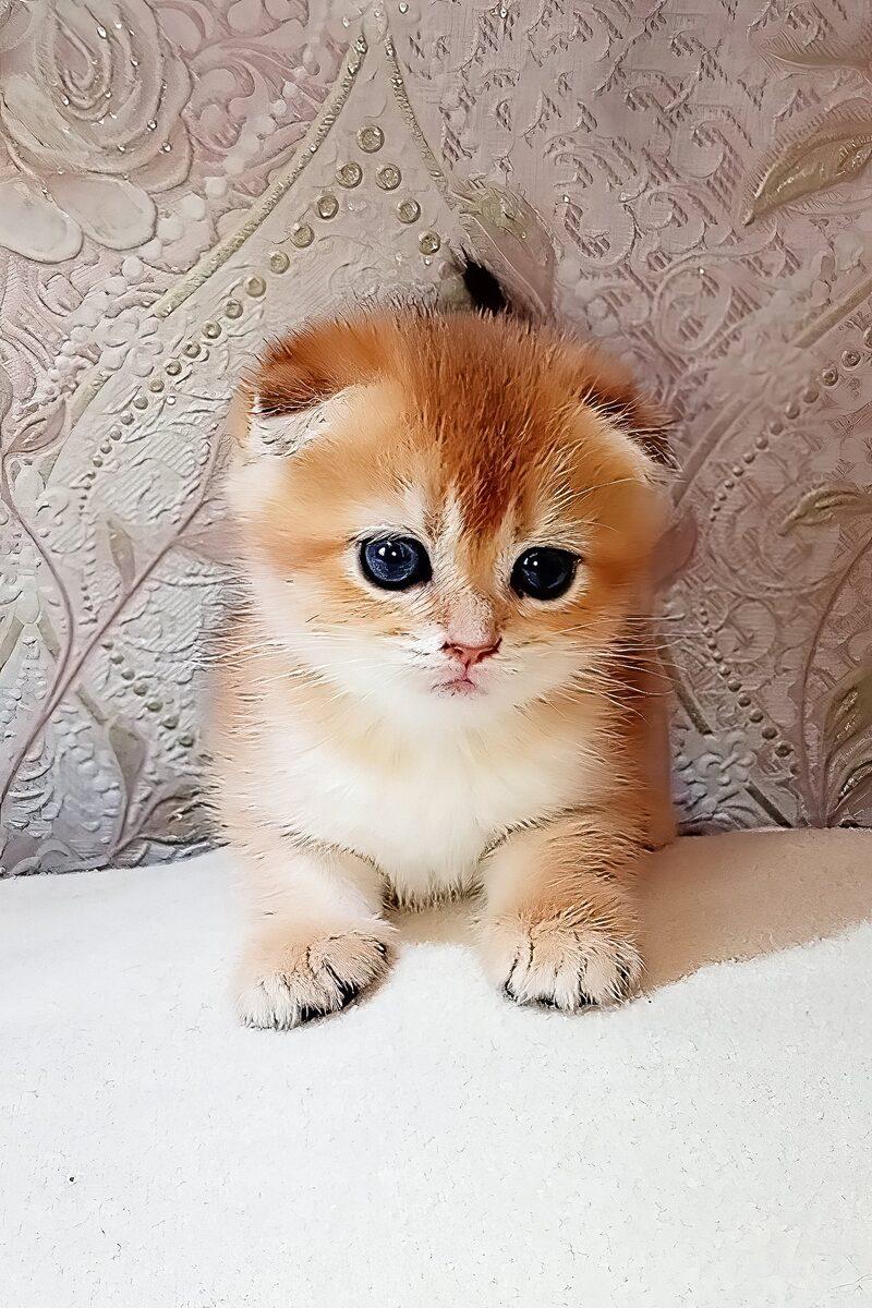 Scottish Fold kitten Reginald – side view showing coat and face