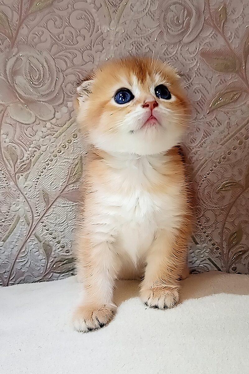 Reginald the 11 weeks Scottish Fold kitten sitting indoors