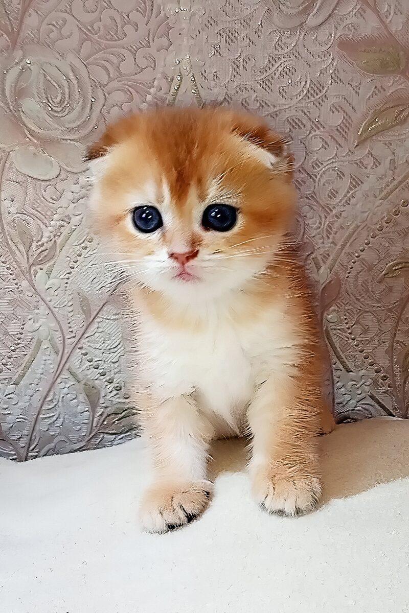 Close-up portrait of Reginald, a Scottish Fold kitten in Ajman