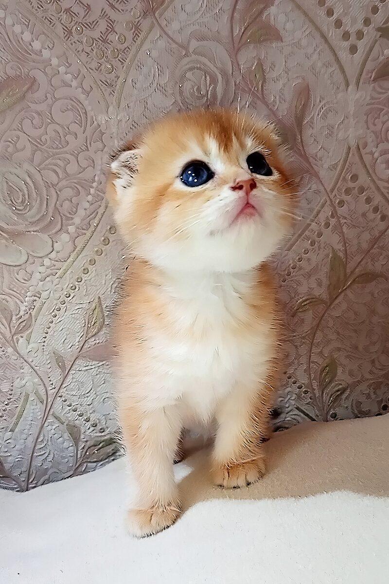 Reginald the Scottish Fold kitten – 11 weeks, available in the UAE