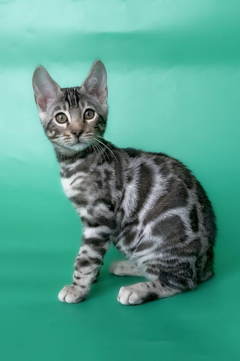 Rio, a Bengal kitten