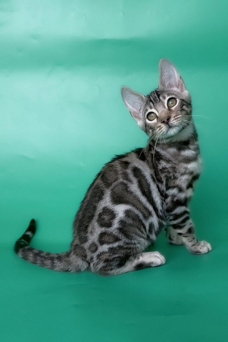 Bengal kitten Rio – side view showing coat and face