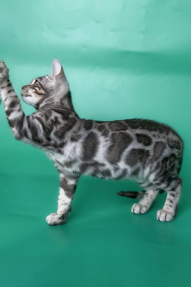 Rio the 14 weeks Bengal kitten sitting indoors