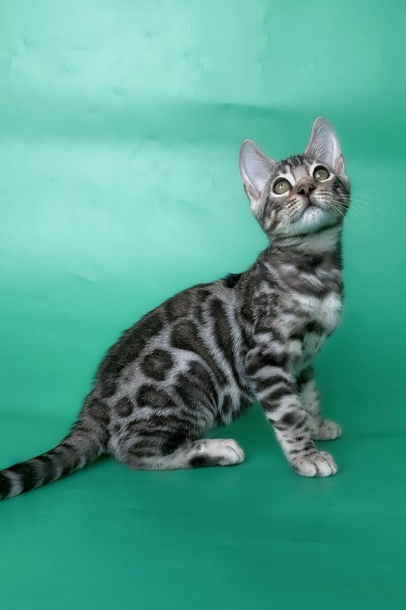 Close-up portrait of Rio, a Bengal kitten in Dubai