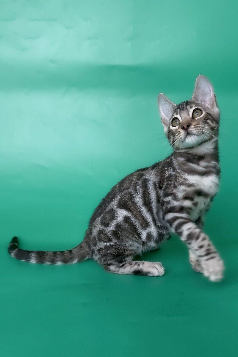 Rio the Bengal kitten – 14 weeks, available in the UAE