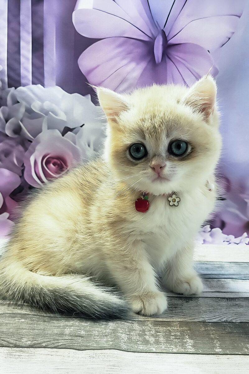 Rosie, a British Shorthair kitten