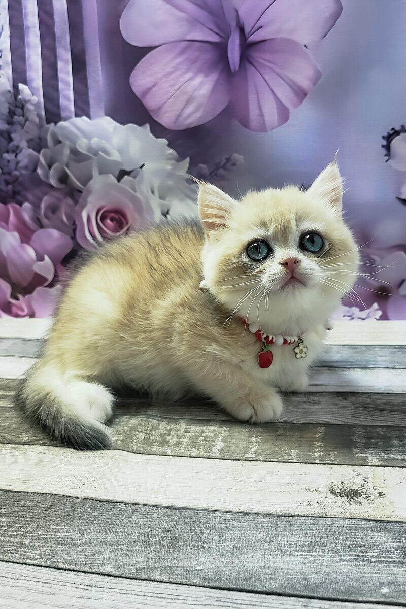 British Shorthair kitten Rosie – side view showing coat and face
