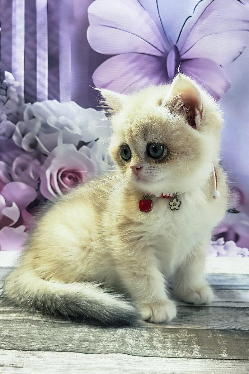 Rosie the 10 weeks British Shorthair kitten sitting indoors