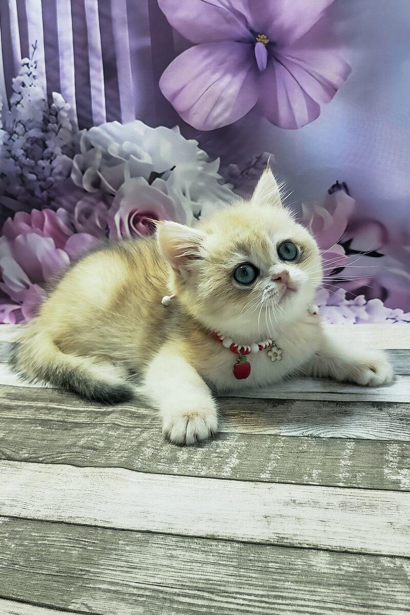 Close-up portrait of Rosie, a British Shorthair kitten in Sharjah