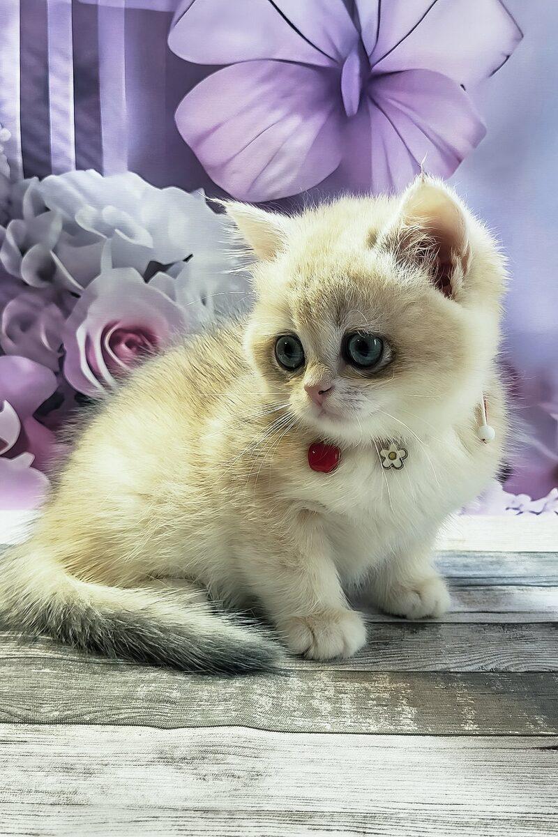 Rosie the British Shorthair kitten – 10 weeks, available in the UAE