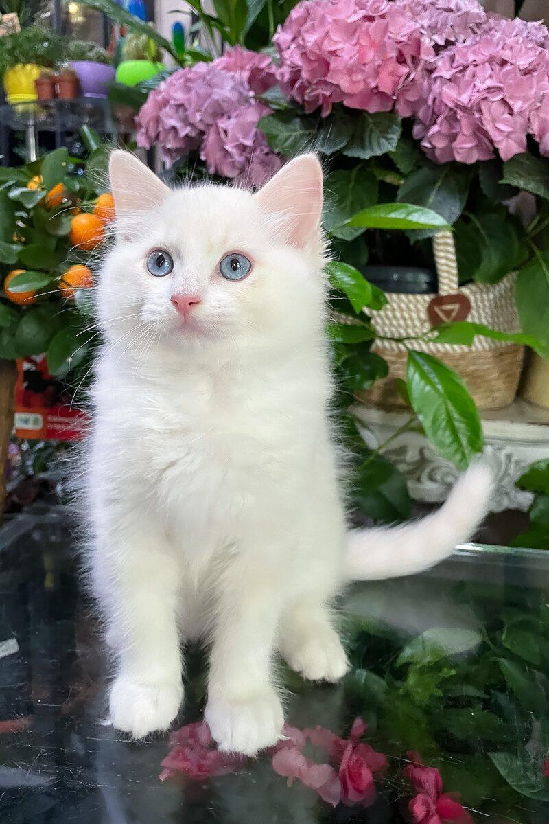 Rupert, a Ragdoll kitten
