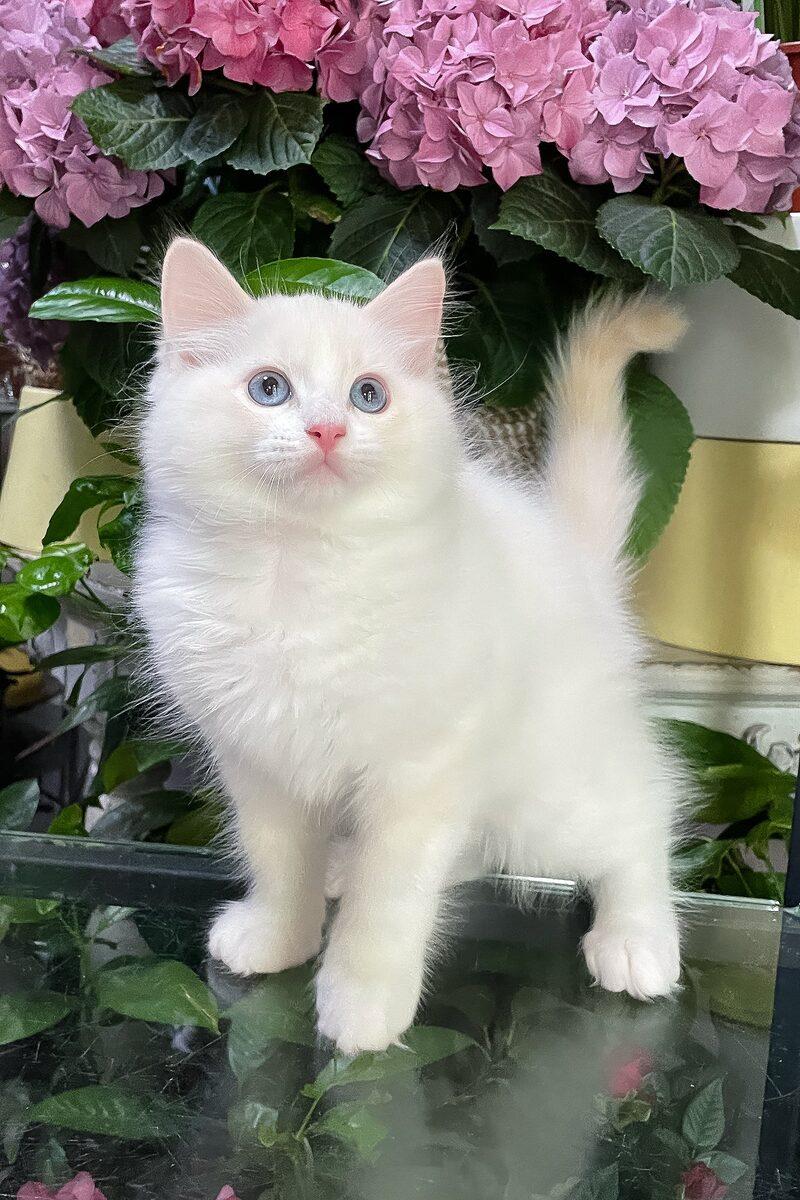 Ragdoll kitten Rupert – side view showing coat and face
