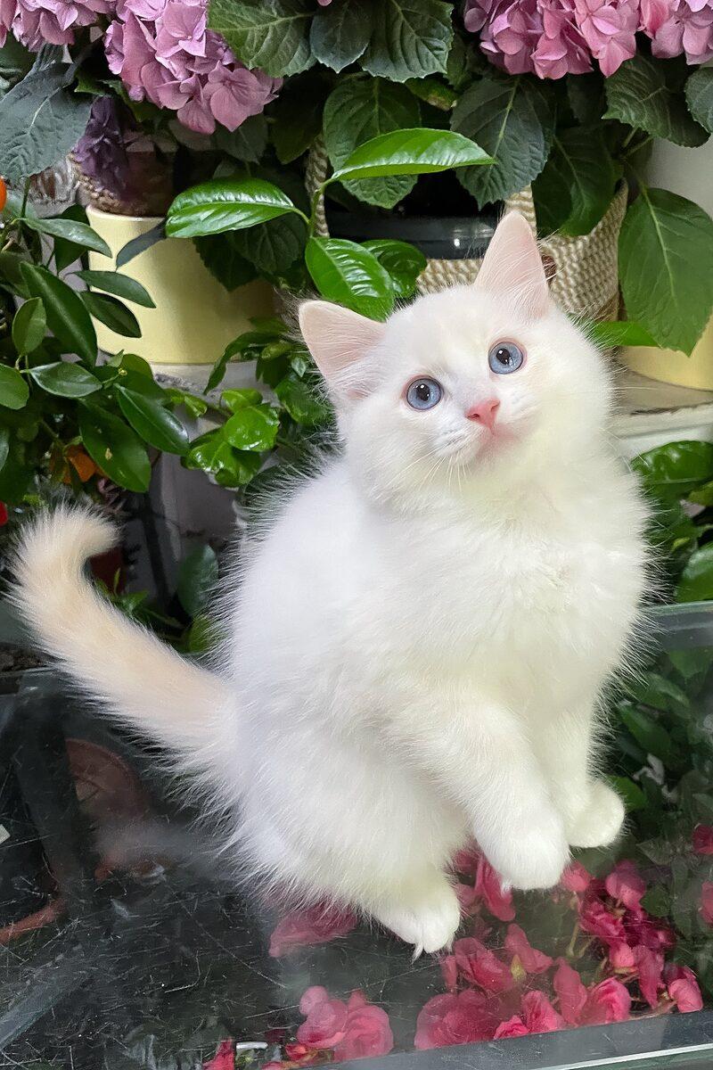 Rupert the 14 weeks Ragdoll kitten sitting indoors