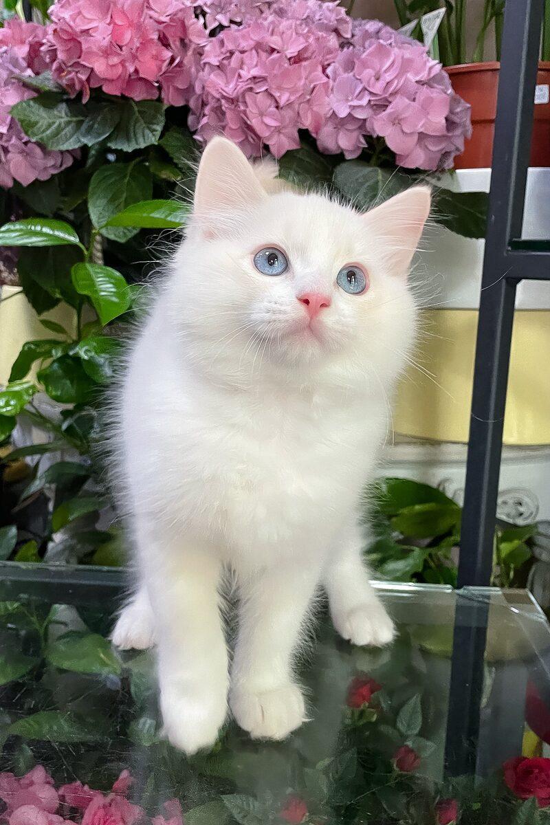 Close-up portrait of Rupert, a Ragdoll kitten in Dubai