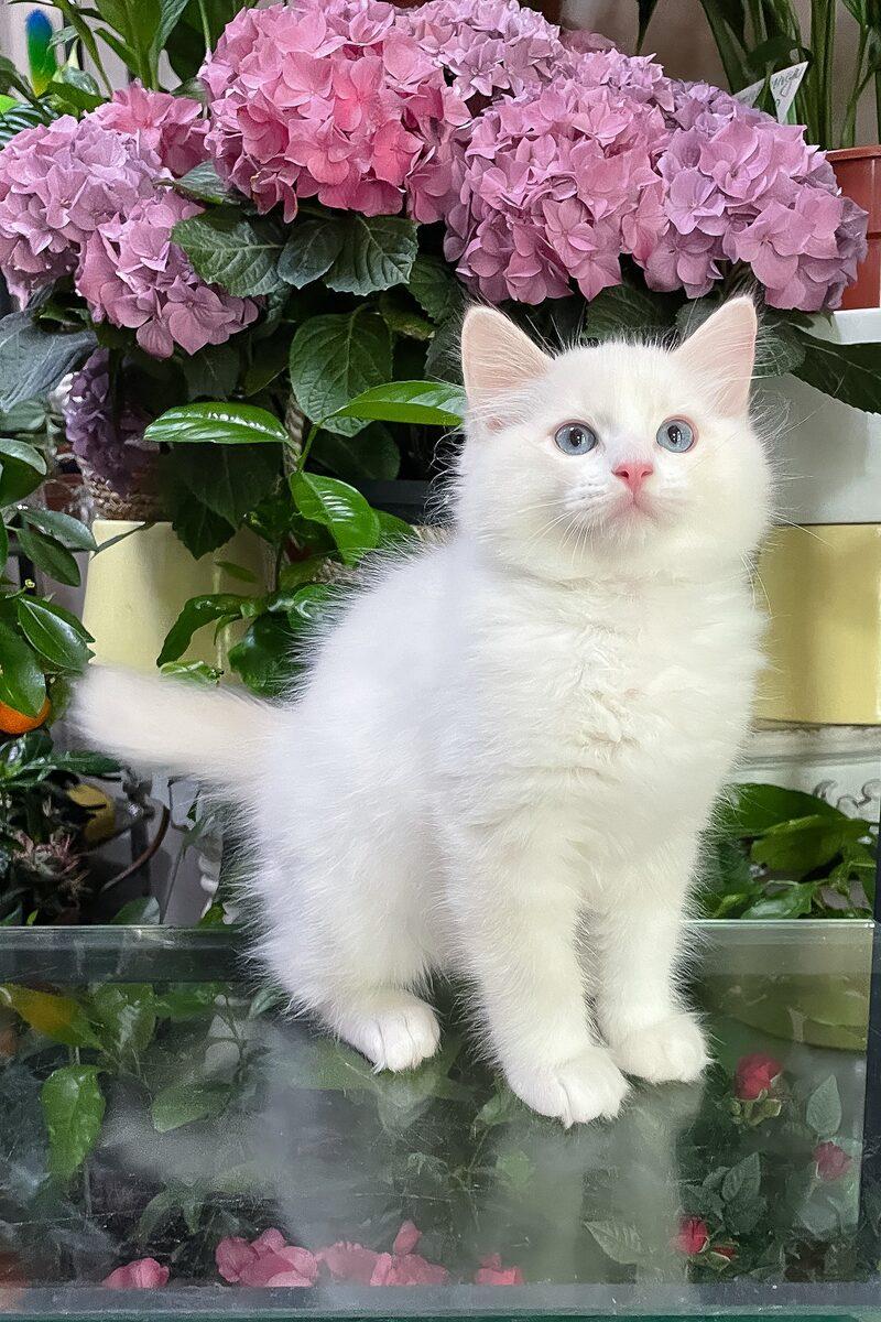 Rupert the Ragdoll kitten – 14 weeks, available in the UAE