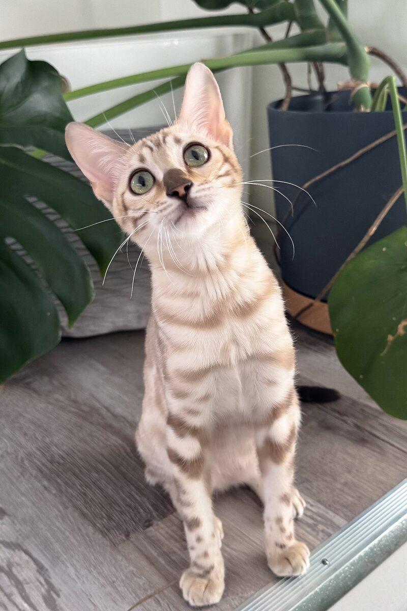 Sable, a Bengal kitten