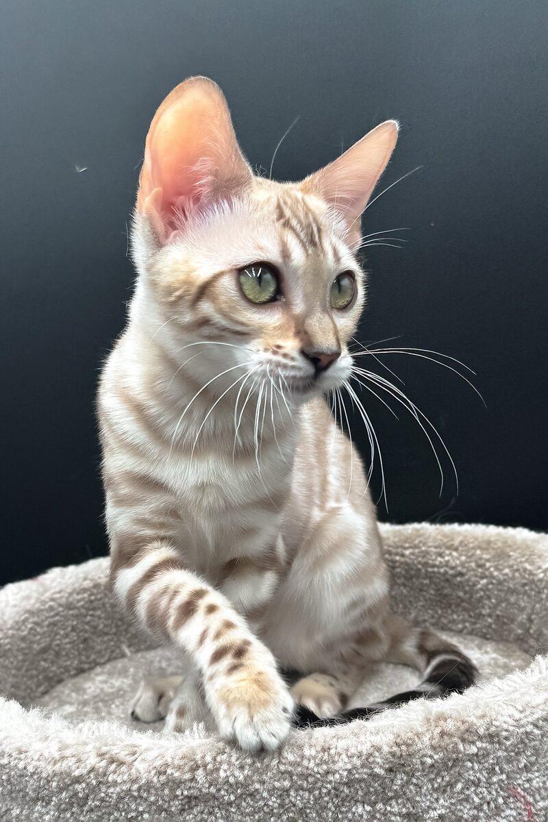 Bengal kitten Sable – side view showing coat and face