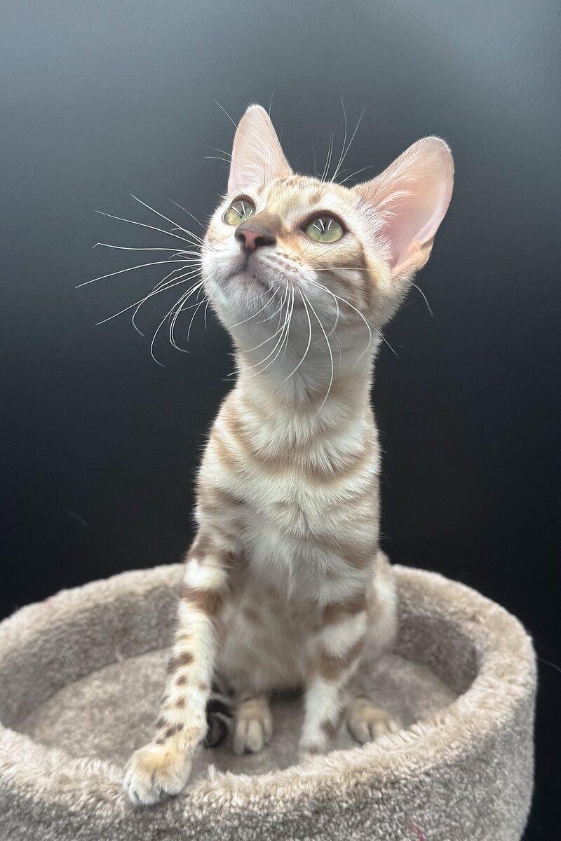 Sable the 12 weeks Bengal kitten sitting indoors