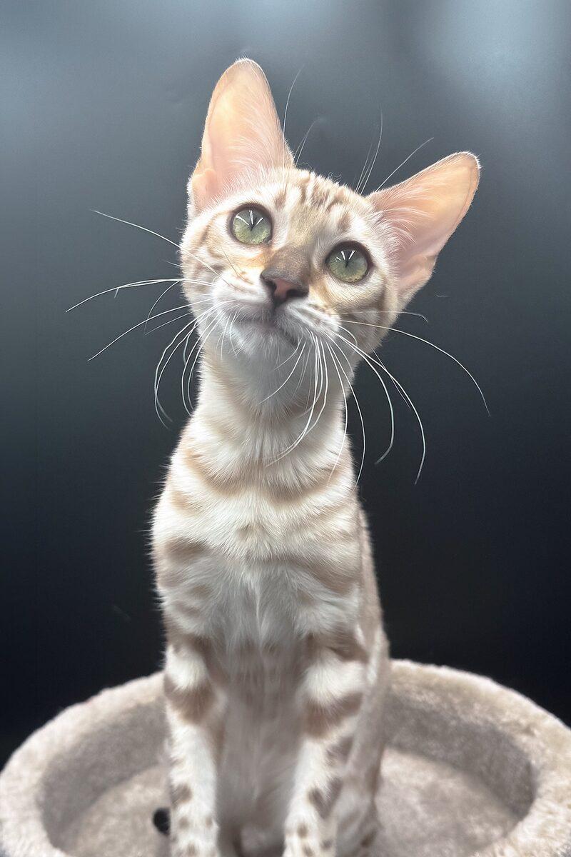 Close-up portrait of Sable, a Bengal kitten in Abu Dhabi